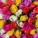 Букет из 101 разноцветной розы ( Кения)